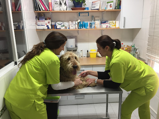 Centro Veterinario Grandes Valles – Guadarrama