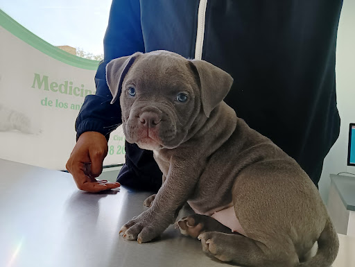 Centro Veterinario Green Dog-villaverde – Madrid