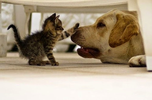 Centro Veterinario Guillena – Guillena