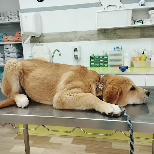 Centro Veterinario Guivet – Utiel