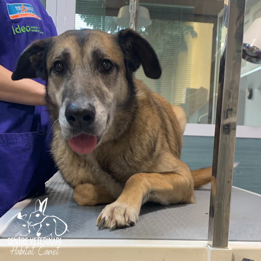 Centro Veterinario Habitat Canet – Canet de Mar
