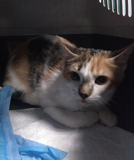 Centro Veterinario Ica Natura Sl. – Lleida