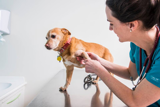 Centro Veterinario Iteca – Alcobendas