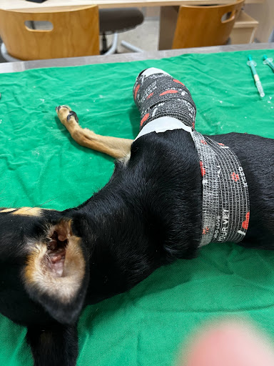 Centro Veterinario La Algaba – La Algaba