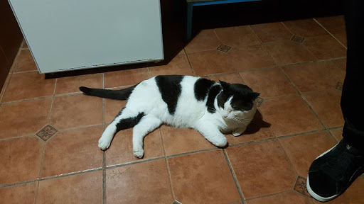 Centro Veterinario La Camella – La Camella