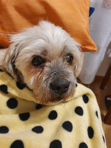 Centro Veterinario La Latina – Madrid