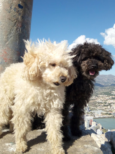 Centro Veterinario La Nao – Xàbia