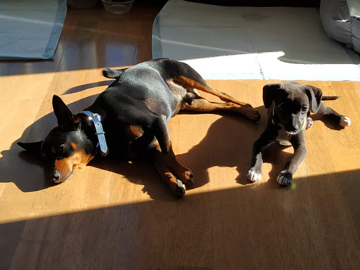 Centro Veterinario La Vall S.l. – la Vall d’Uixó