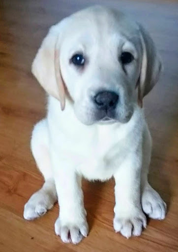 Centro Veterinario La Vega – Alcobendas