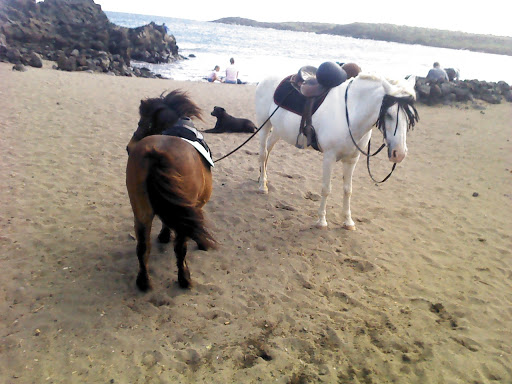 Centro Veterinario Las Galletas – Las Galletas