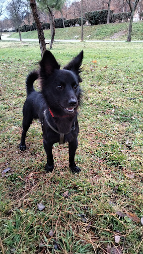 Centro Veterinario Las Torres – Las Torres de Cotillas