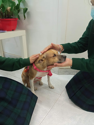 Centro Veterinario Les Corts – Barcelona