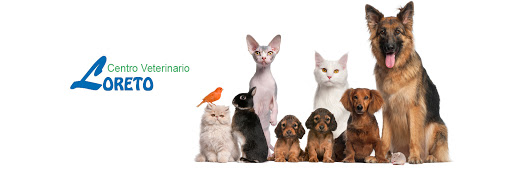 Centro Veterinario Loreto – Espartinas