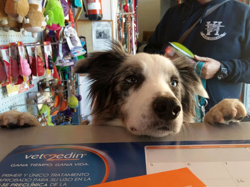 Centro Veterinario Los Alpes – Madrid