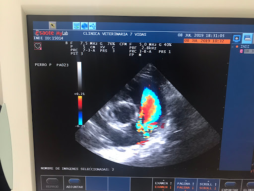 Centro Veterinario Los Ángeles – Alicante