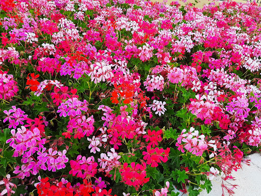 Centro Veterinario Los Ruiseñores – Las Palmas de Gran Canaria