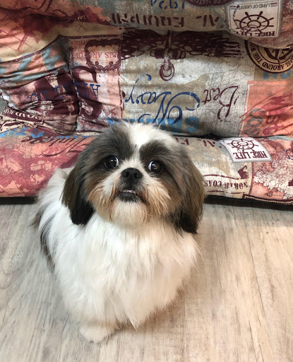 Centro Veterinario Lovet, Vilassar de Dalt – Perruqueria – Petshop – Vilassar de Dalt