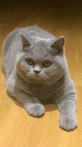 Centro Veterinario Madrivet Vallehermoso – Madrid