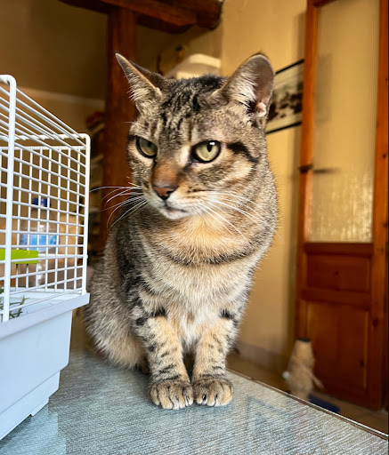 Centro Veterinario Manchuela – Casas-Ibáñez