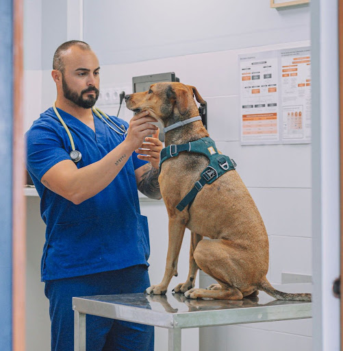 Centro Veterinario Mandor En L’eliana – L’Eliana