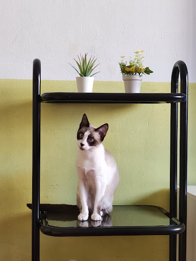 Centro Veterinario Meridiana – Barcelona