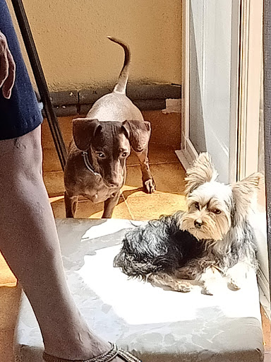 Centro Veterinario Metge de Mascotes – Borriana