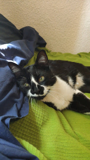 Centro Veterinario Mirabet – Santa Coloma de Gramenet