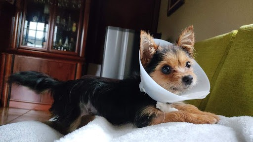 Centro Veterinario Mom – Oza dos Ríos
