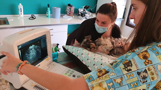 Centro Veterinario Morago – Mansilla de las Mulas