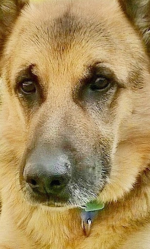 Centro Veterinario Mosqueperros – Chinchón