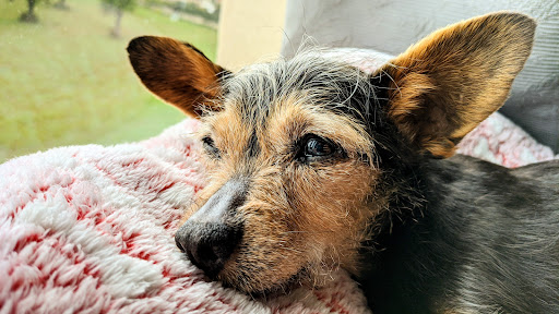 Centro Veterinario Muntanya – Selva