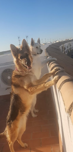 Centro Veterinario Navarro – La Puebla de Cazalla