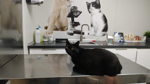 Centro Veterinario Navas – Barcelona