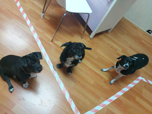 Centro Veterinario Neila – Las Palmas de Gran Canaria