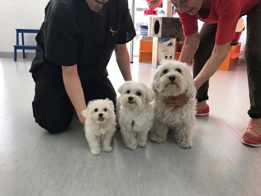 Centro Veterinario Nexo Loscertales Sevilla – Sevilla