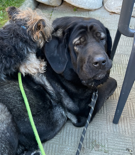 Centro Veterinario Novomilladoiro – O Milladoiro