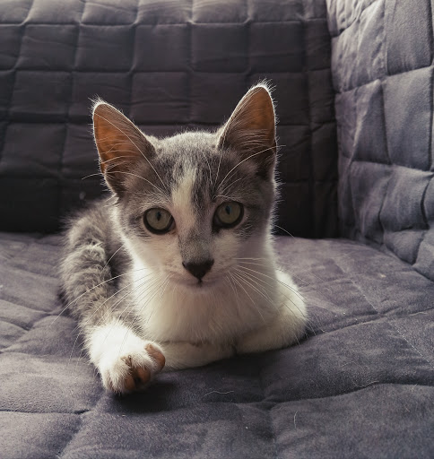 Centro Veterinario Occivet – Tineo