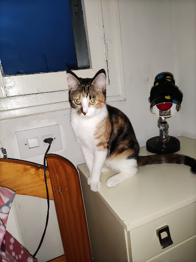 Centro Veterinario Parque Oeste Sl – Alcorcón