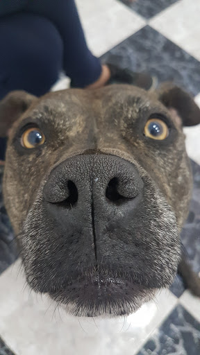 Centro Veterinario Part Forana – Santa Maria del Camí