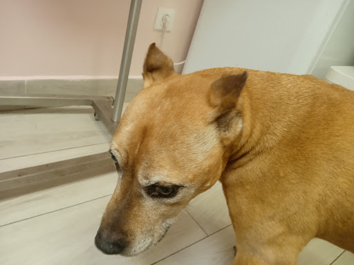 Centro Veterinario Pidalvet – Beranga