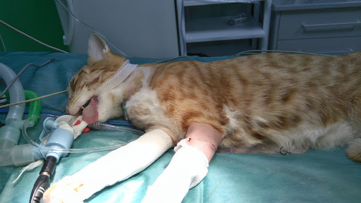 Centro Veterinario Pintos – Melilla