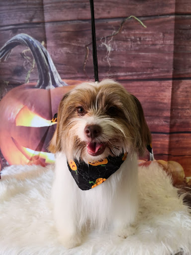 Centro Veterinario Provet – Los Alcázares