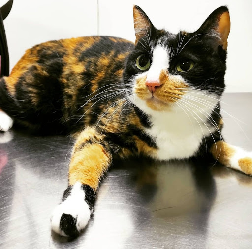 Centro Veterinario Quatre Potes – Vallirana