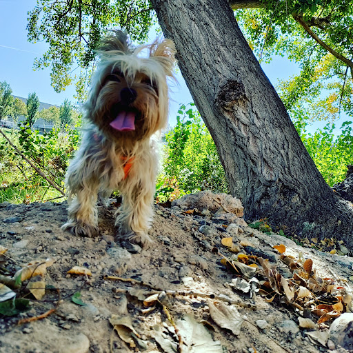 Centro Veterinario Riu Ebre – Lleida