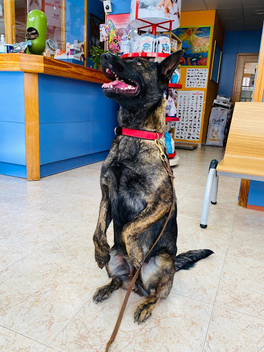 Centro Veterinario Rossinyol – Pineda de Mar