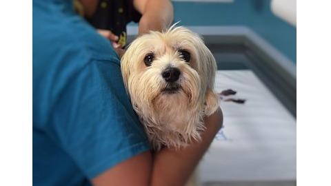 Centro Veterinario Salus – Almadén