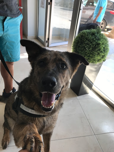 Centro Veterinario Salut Animal – L’Alcúdia