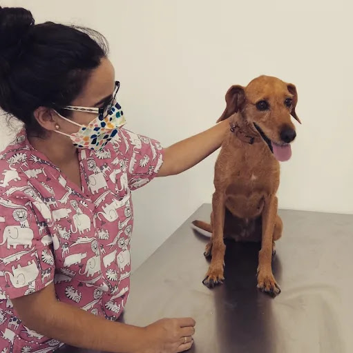 Centro Veterinario San Francisco de Asís – Lebrija – Lebrija