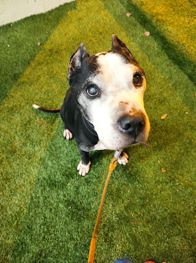 Centro Veterinario San Nicasio – Leganés