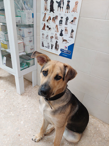 Centro Veterinario Sanpedro – Valencia